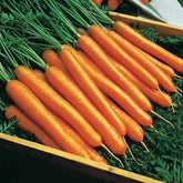 Winterwortel 'Amsterdamse Bak 2' - Willemse