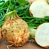 Knolselderij 'Reuze van Praag' - Apium graveolens rapaceum géant de prague - Willemse