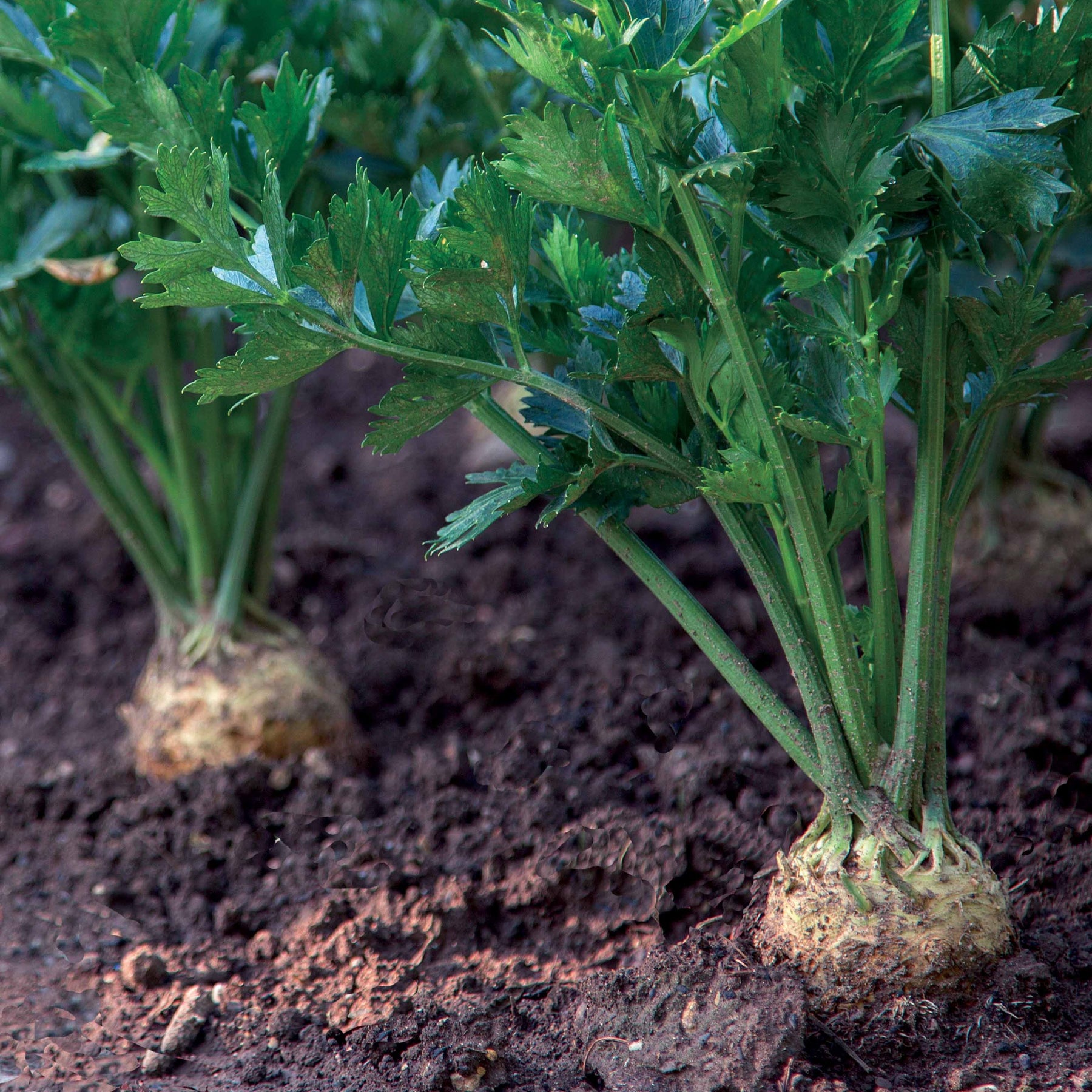 Knolselderij 'Reuze van Praag' - Willemse