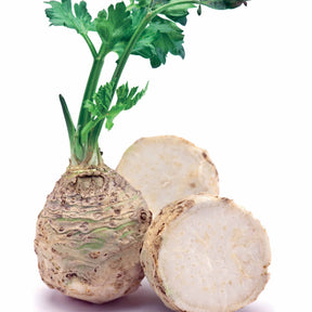 Apium graveolens rapaceum géant de prague - Knolselderij 'Reuze van Praag' - Moestuinzaden