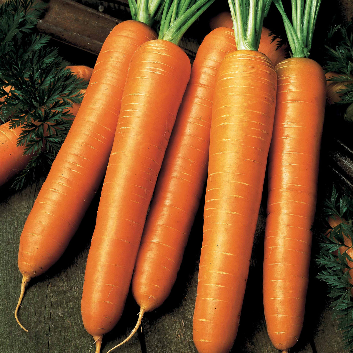 Wortel 'Flyaway F1' - Willemse