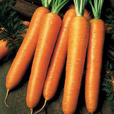 Wortel 'Flyaway F1' - Willemse