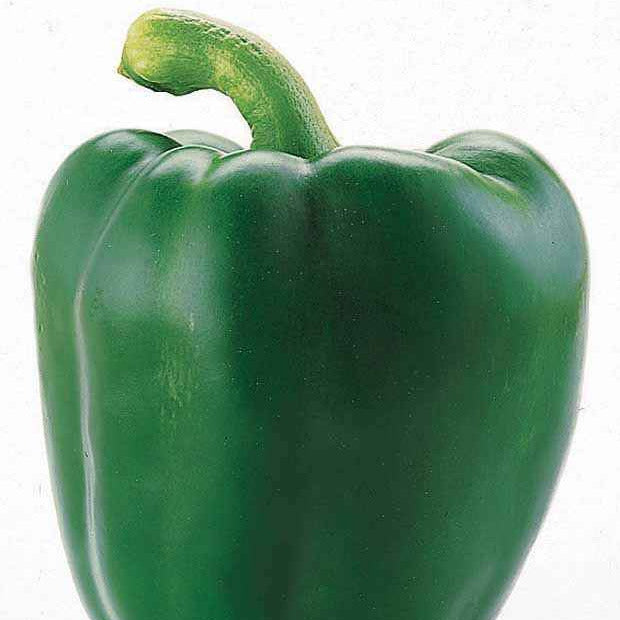 Paprikazaden - Paprika 'Lamuyo F1' - Capsicum annuum lamuyo f1