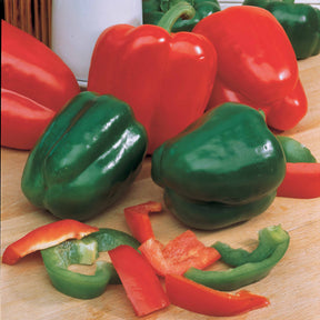 Verkoop Paprika 'Lamuyo F1' - Capsicum annuum lamuyo f1