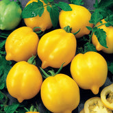 Tomaat 'Lemon Tree' - Solanum lycopersicum lemon tree - Moestuin
