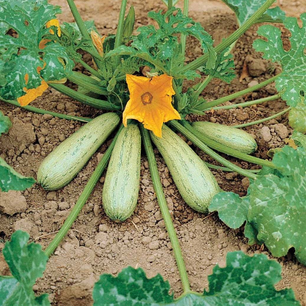 Courgette 'Profusion' - Cucurbita pepo profusion (grisette de provence) - Willemse