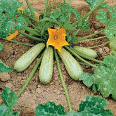 Courgette 'Profusion' - Cucurbita pepo profusion (grisette de provence) - Willemse