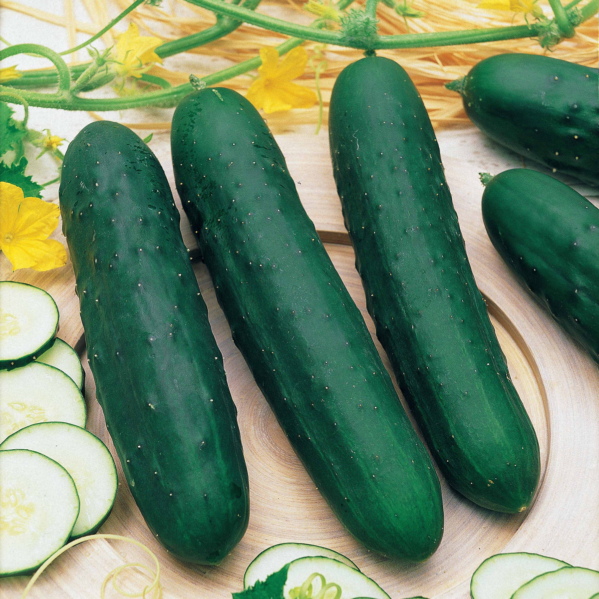 Komkommer 'Marketer' - Cucumis sativus marketer - Willemse