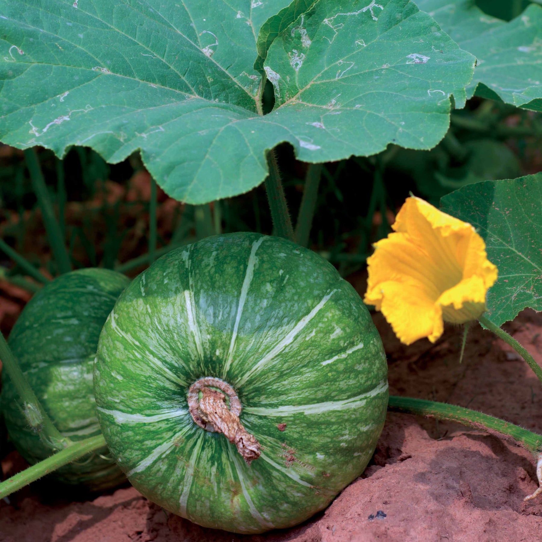 Ronde courgette - Cucurbita pepo de nice à fruits ronds - Moestuin