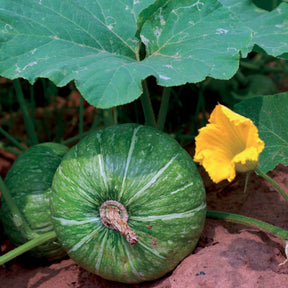 Ronde courgette - Cucurbita pepo de nice à fruits ronds - Moestuin