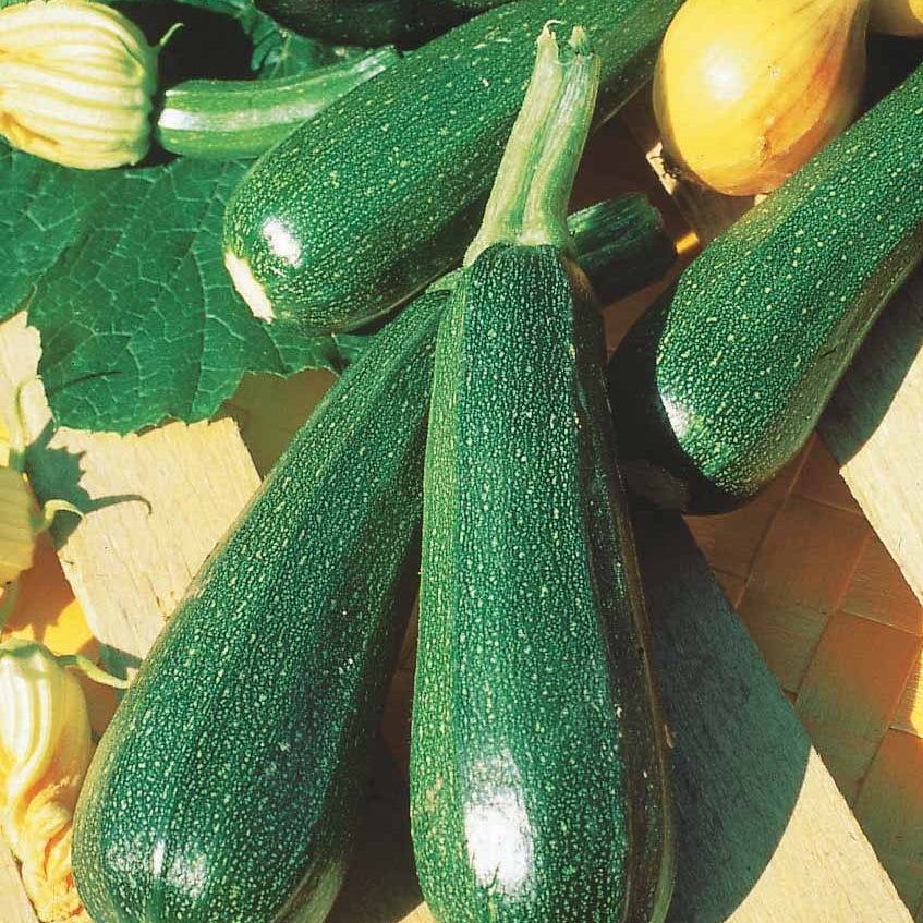 15 Courgette zaden - niet woekerend - Cucurbita pepo  verte non coureuse des maraîchers - Willemse
