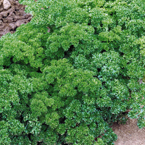 Petroselinum crispum frisé vert foncé - Krulpeterselie donkergroen - Peterselie