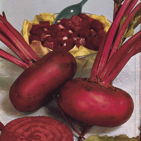 Zwart biet 'Egyptische platronde' - BIO - Willemse