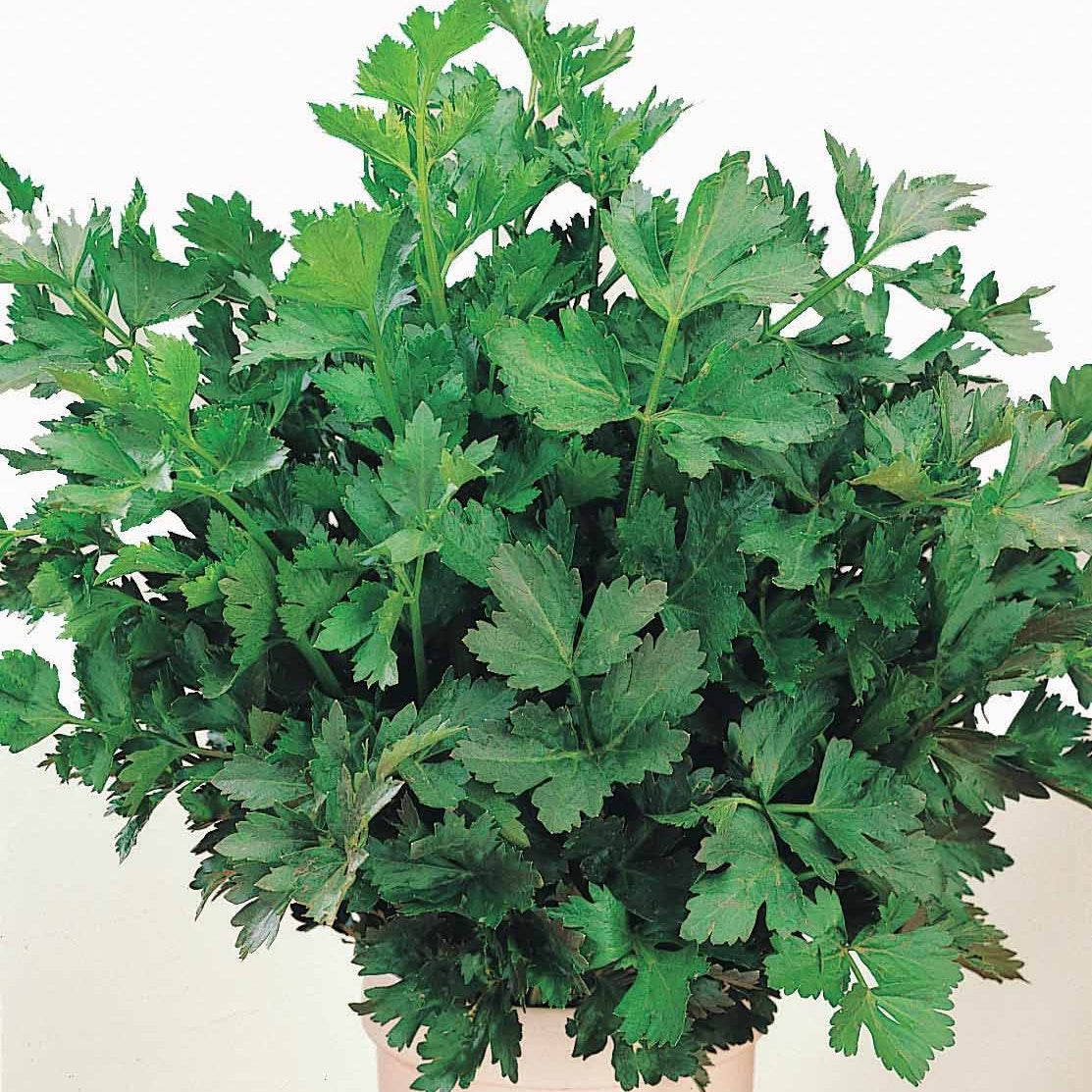 Verkoop Selderij - Apium graveolens