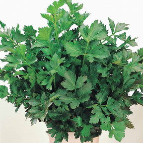 Verkoop Selderij - Apium graveolens