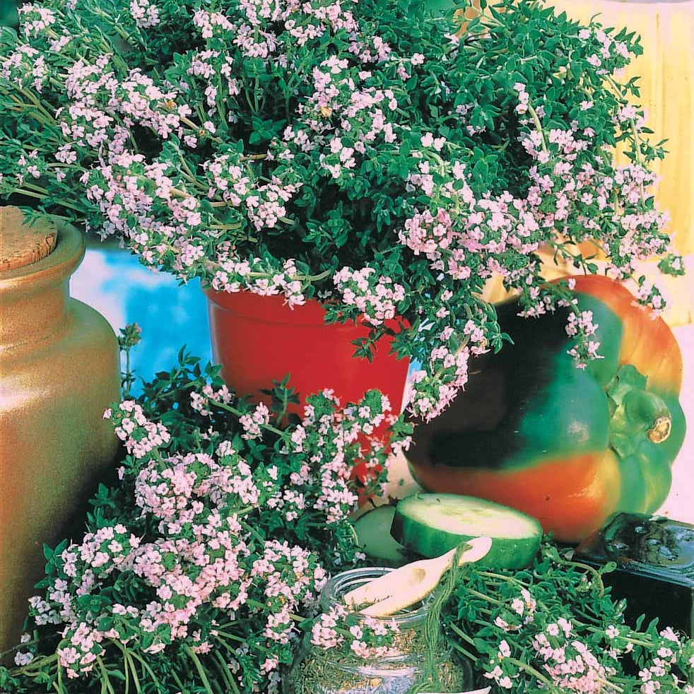 Echte tijm zaden - Thymus vulgaris - Willemse