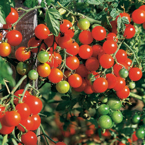 Kerstomaat 'Sweet Baby' - Solanum lycopersicum Sweet Baby - Willemse