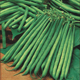 Sperzieboon 'Niki' - Willemse