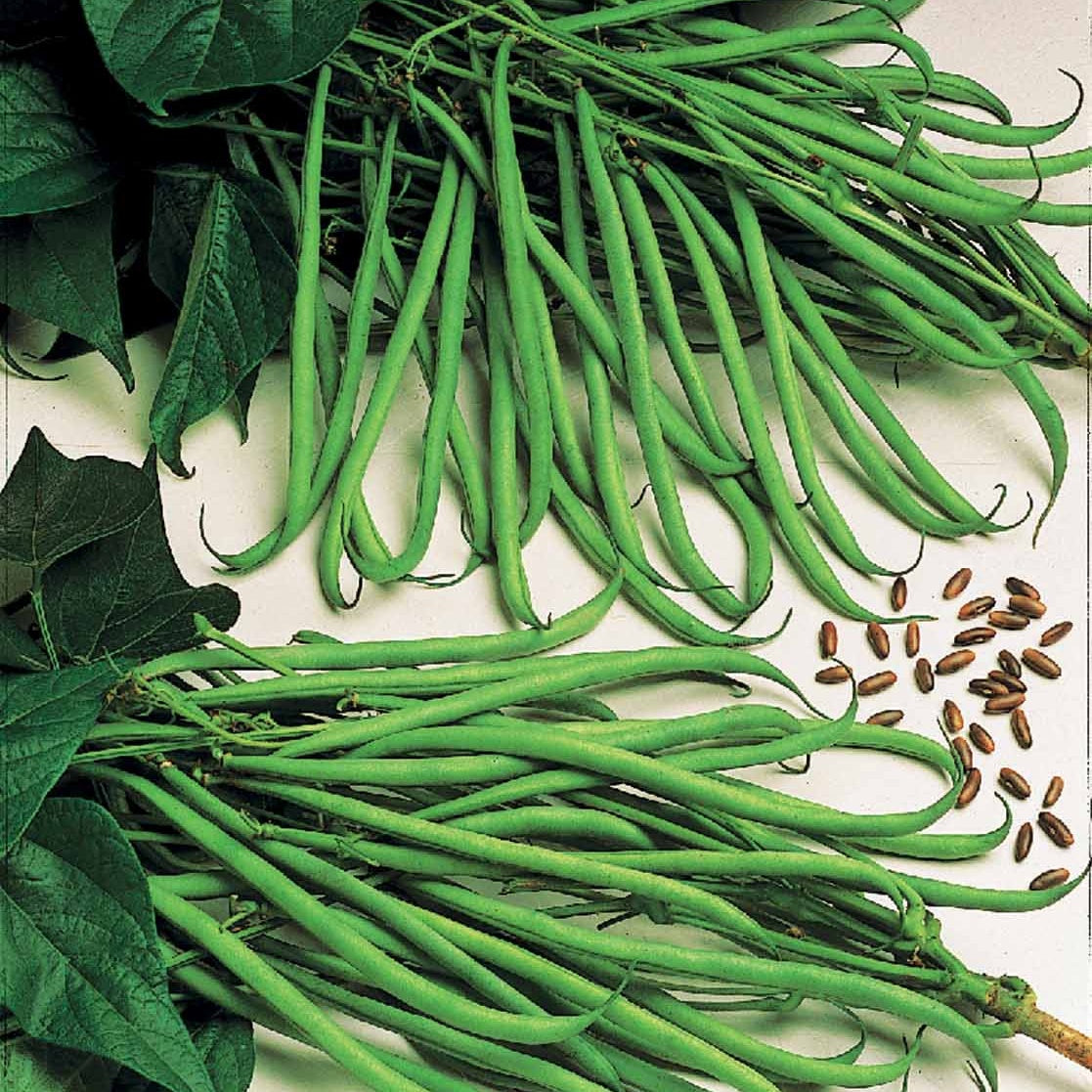 Sperzieboon 'Cordoba' - Willemse