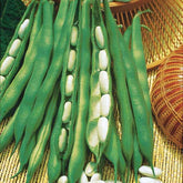 Droogboon 'Lingot Suisse Blanc' - Willemse