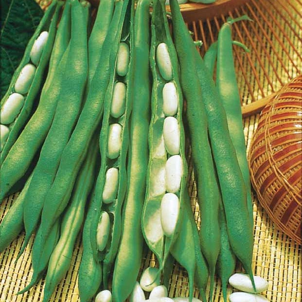 Droogboon 'Lingot Suisse Blanc' - Willemse