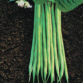 Struikboon - Phaseolus vulgaris nain fin aiguillon (obt. gautier) 200 g - Willemse