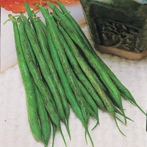 Naaldboon 'Triomphe de Farcy' - Willemse