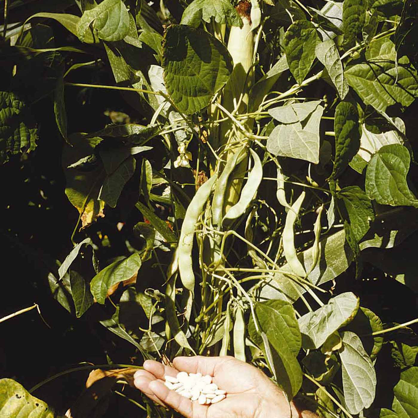 Phaseolus vulgaris haricot maïs type tarbais - Droogboon 'Mäis type Tarbais' - Bonenzaden