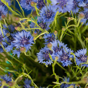 Zaadmat 'Zomerbloeiers' (x5) - Tapis de graines massif ensoleillé - Zaailinten -pads en -matten