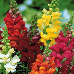 Tapis de graines massif ensoleillé - Zaadmat 'Zomerbloeiers' (x5) - Zaailint en zaadmatten