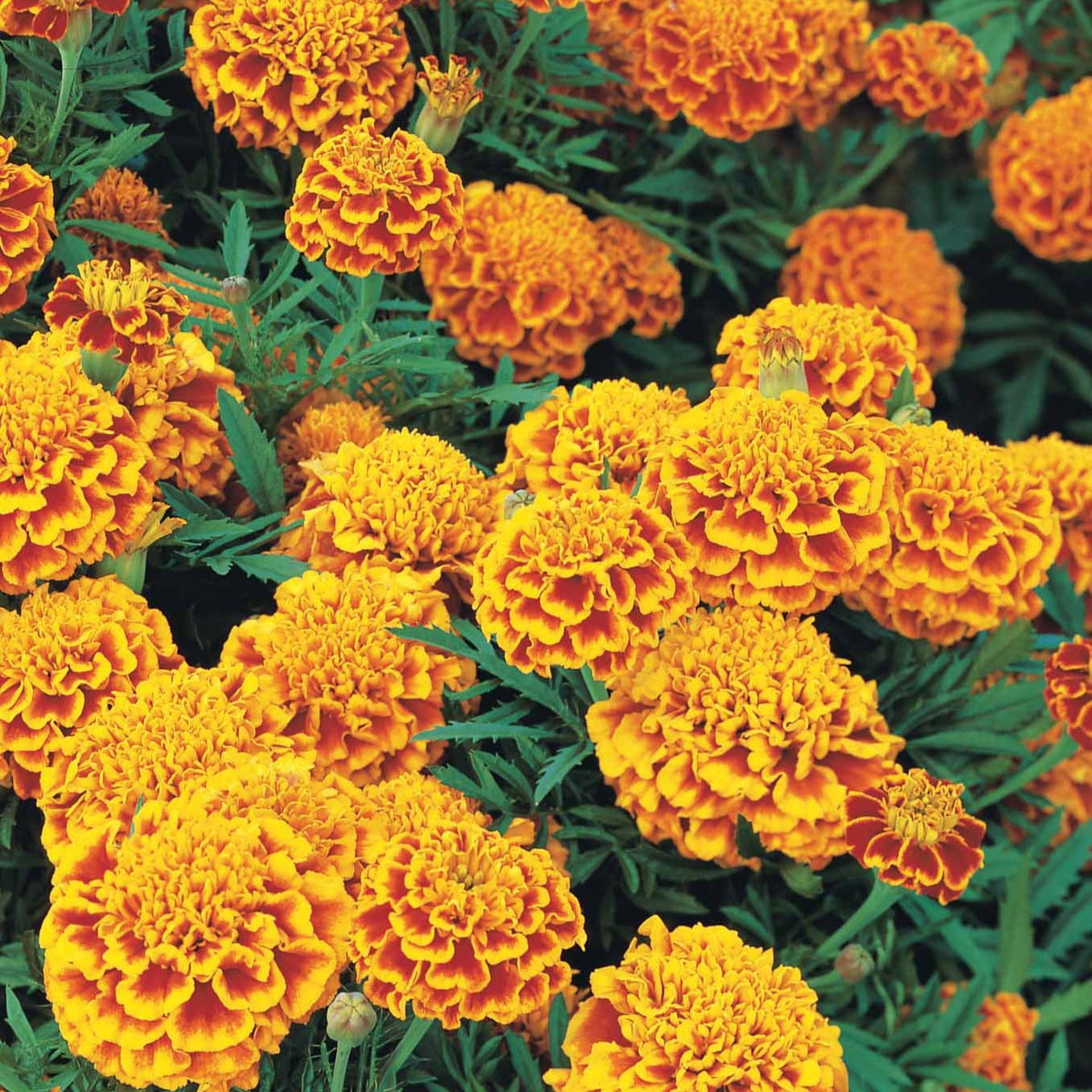 Afrikaantje 'Honeycomb' - Tagetes patula honeycomb - Willemse
