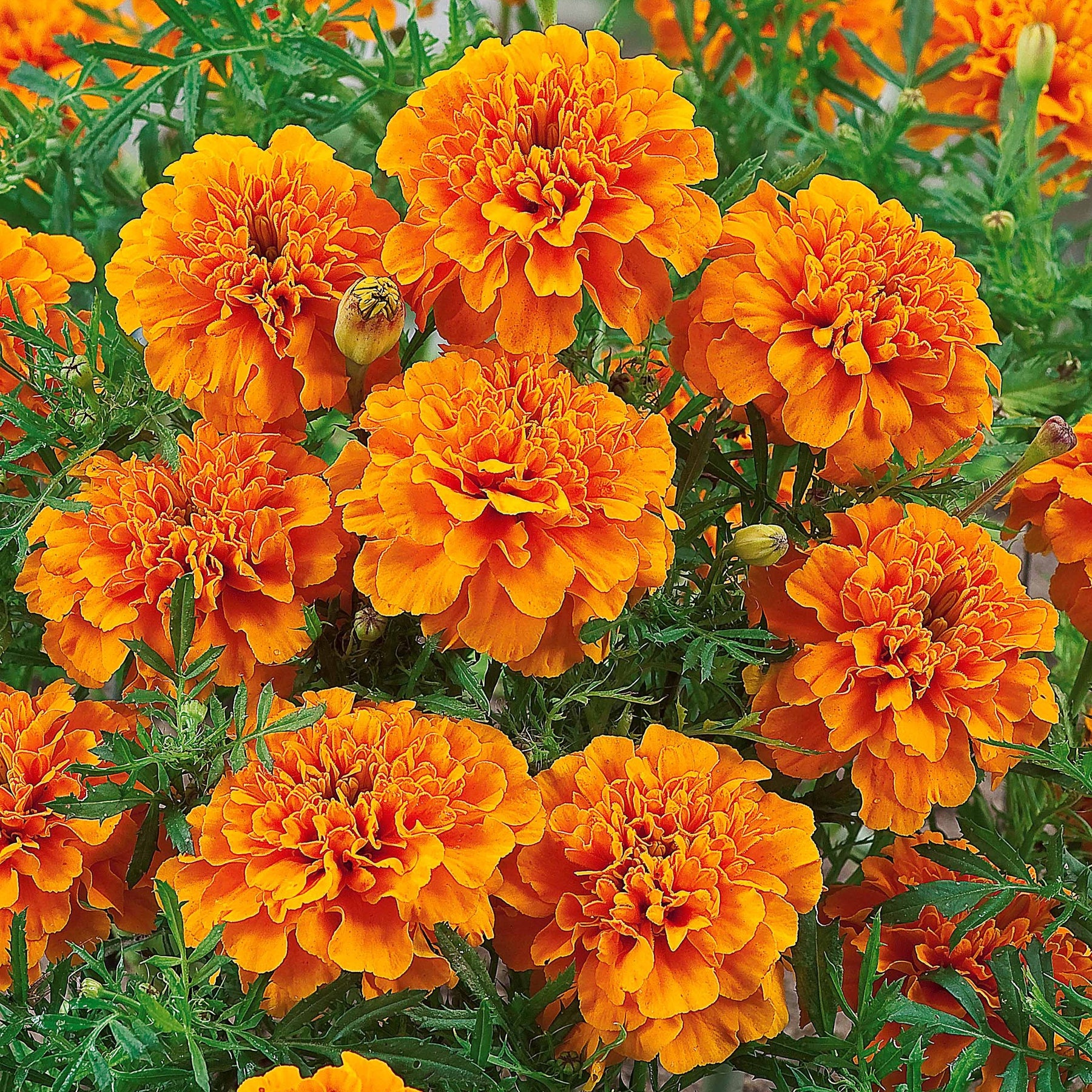 Afrikaantje 'Tangerine' - Tagètes patula tangérine - Willemse