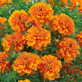 Afrikaantje 'Tangerine' - Tagètes patula tangérine - Willemse