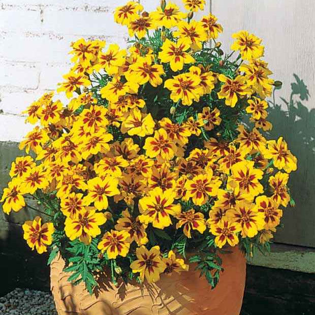 Afrikaantje 'Naughty Marietta' - Willemse