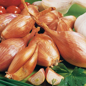 Sjalot 'Jermor' - Allium ascalonicum jermor - Willemse