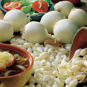 Allium cepa snowball - Ui 'Snowball' - Uien