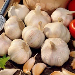 Knoflook 'Thérador' - Willemse