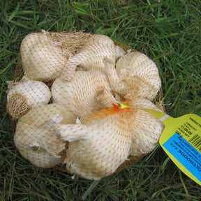 Paarse knoflook 'Germidour' - Allium sativum germidour - Willemse