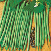 Sperzieboon 'Molière' - Willemse