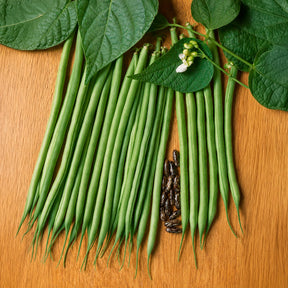 Sperzieboon 'Molière' - Willemse