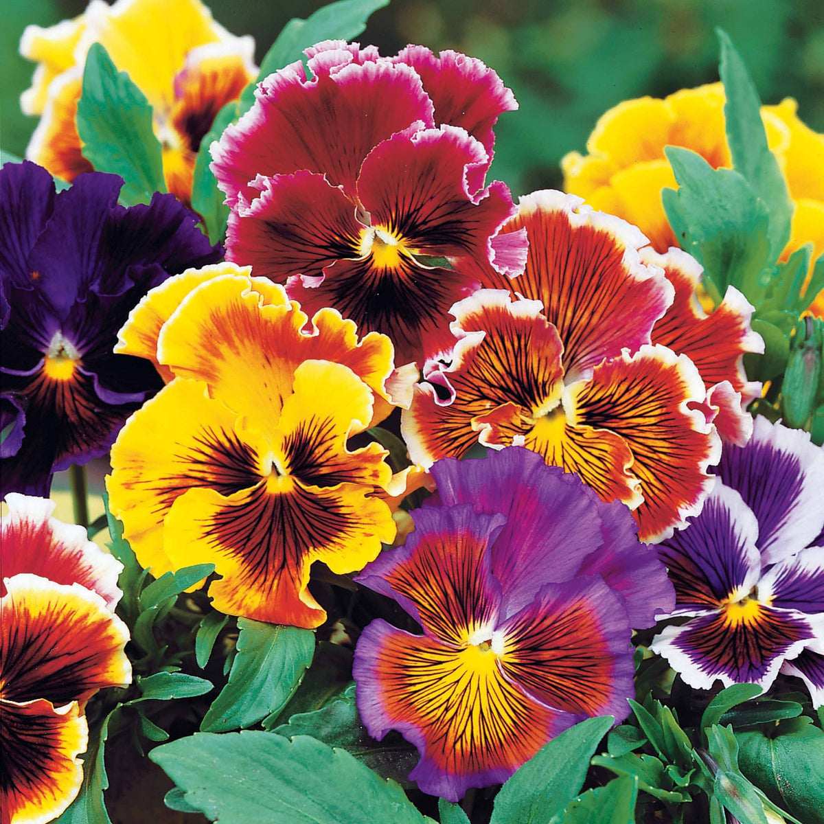 Viooltje 'Chalon' - Willemse