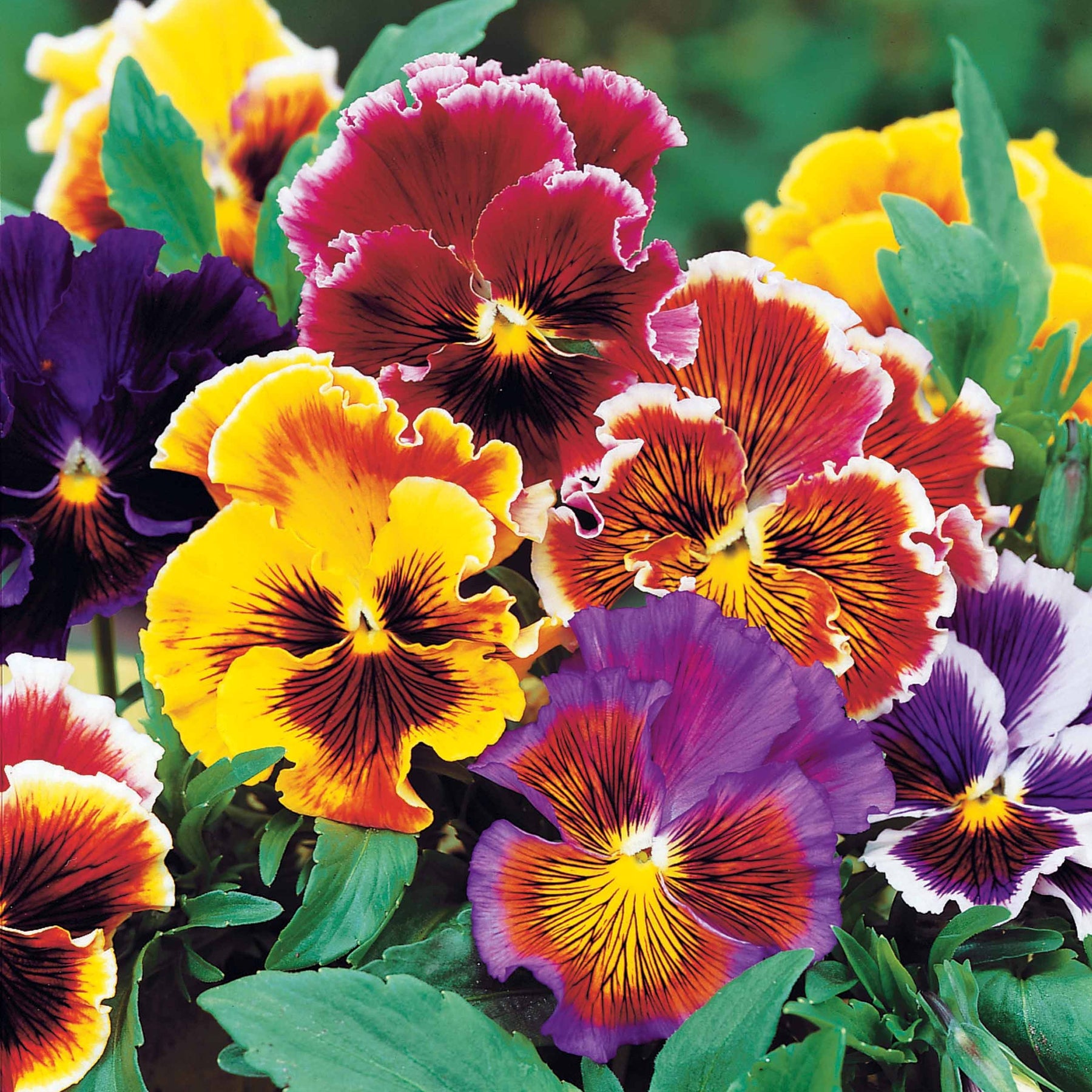 Viooltje 'Chalon' - Willemse