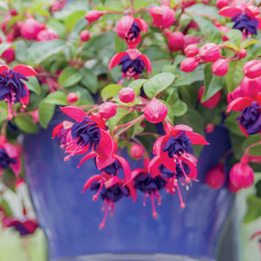 Bellenplant 'Dark Eyes' (x3) - Fuchsia dark eyes - Willemse