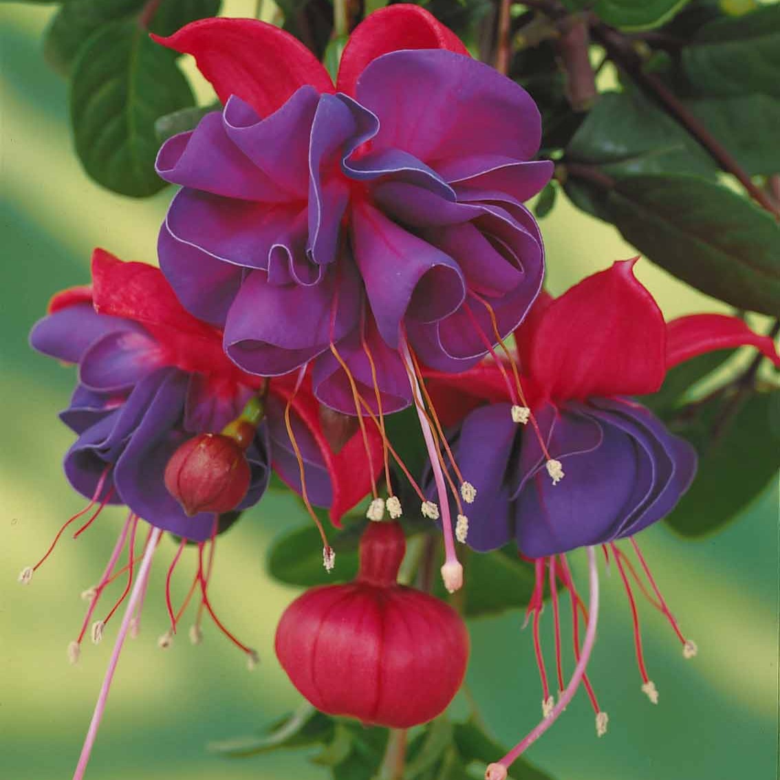 Bellenplant 'Dark Eyes' (x3) - Fuchsia dark eyes - Perkplanten