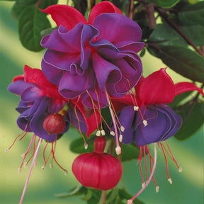 Bellenplant 'Dark Eyes' (x3) - Fuchsia dark eyes - Perkplanten