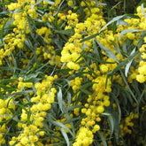 Mimosa der vier seizoenen - Willemse
