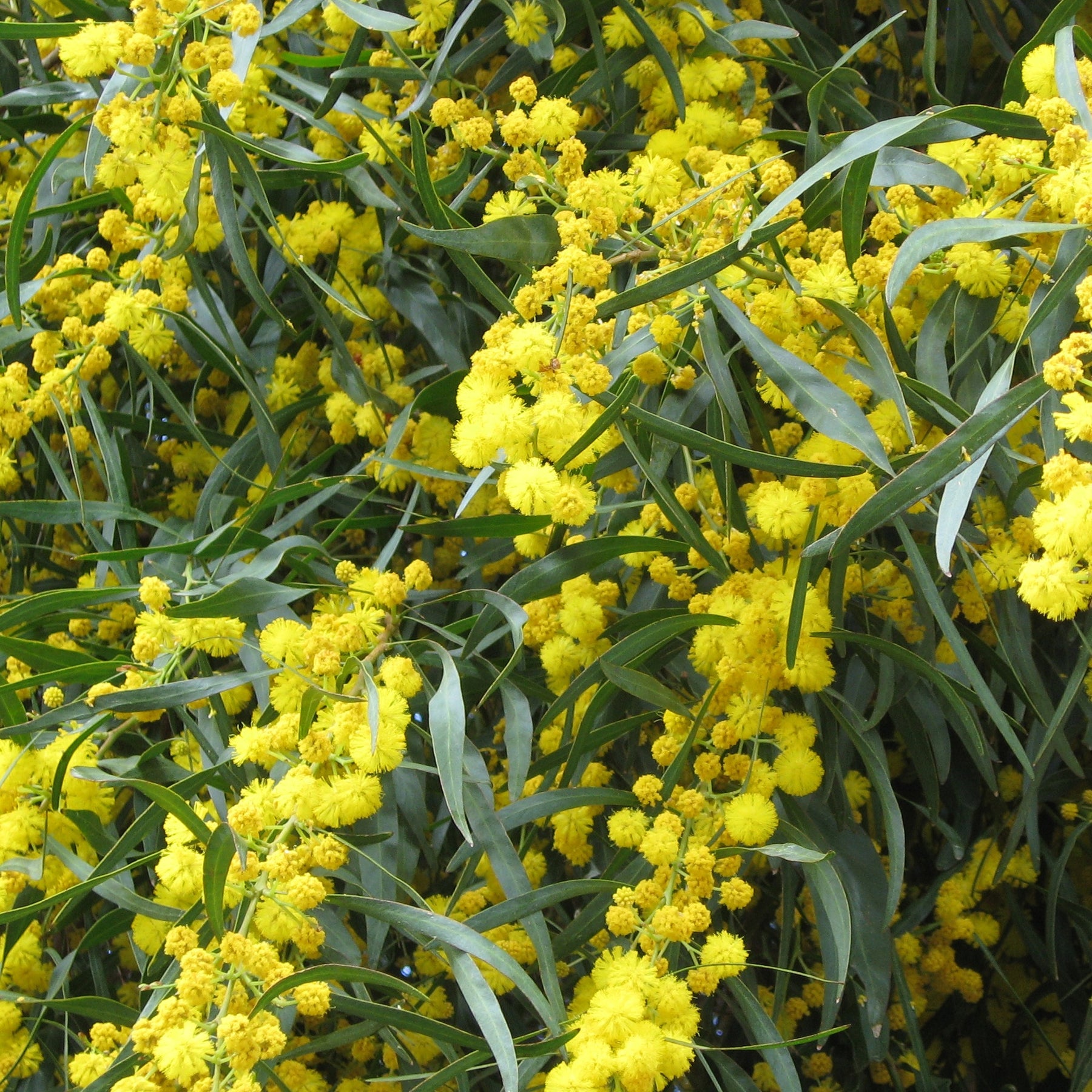 Mimosa der vier seizoenen - Willemse
