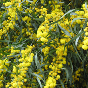 Mimosa der vier seizoenen - Willemse