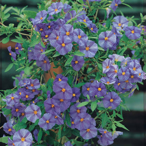 Lycianthes rantonnetii - Nachtschade - Balkonstruiken