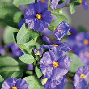 Balkonstruiken - Nachtschade - Lycianthes rantonnetii